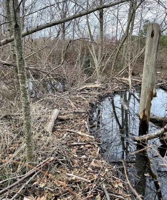 A beaver dam causing water to pool in a winter forest.