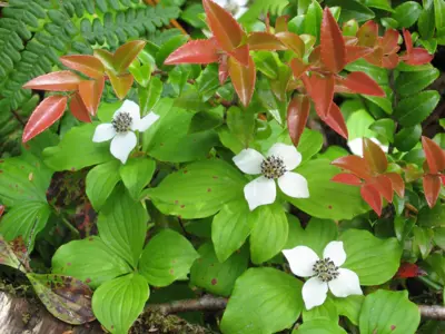 Native plants bunchberry and evergreen huckleberry look beautiful together