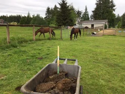 A wheelbarrow is full of horse manure with two horses on the pasture in the background