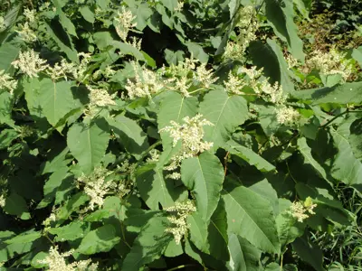 Himalayan knotweed with large green leaves and bunches of tiny cream-colored flowers.