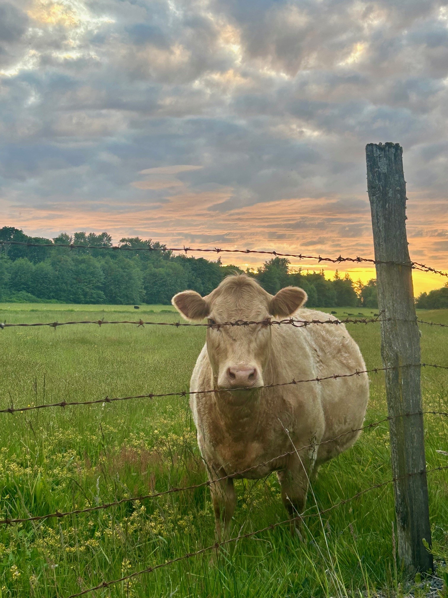 A light tan colored cow looks through a barbed wire fence with the sunset in the background