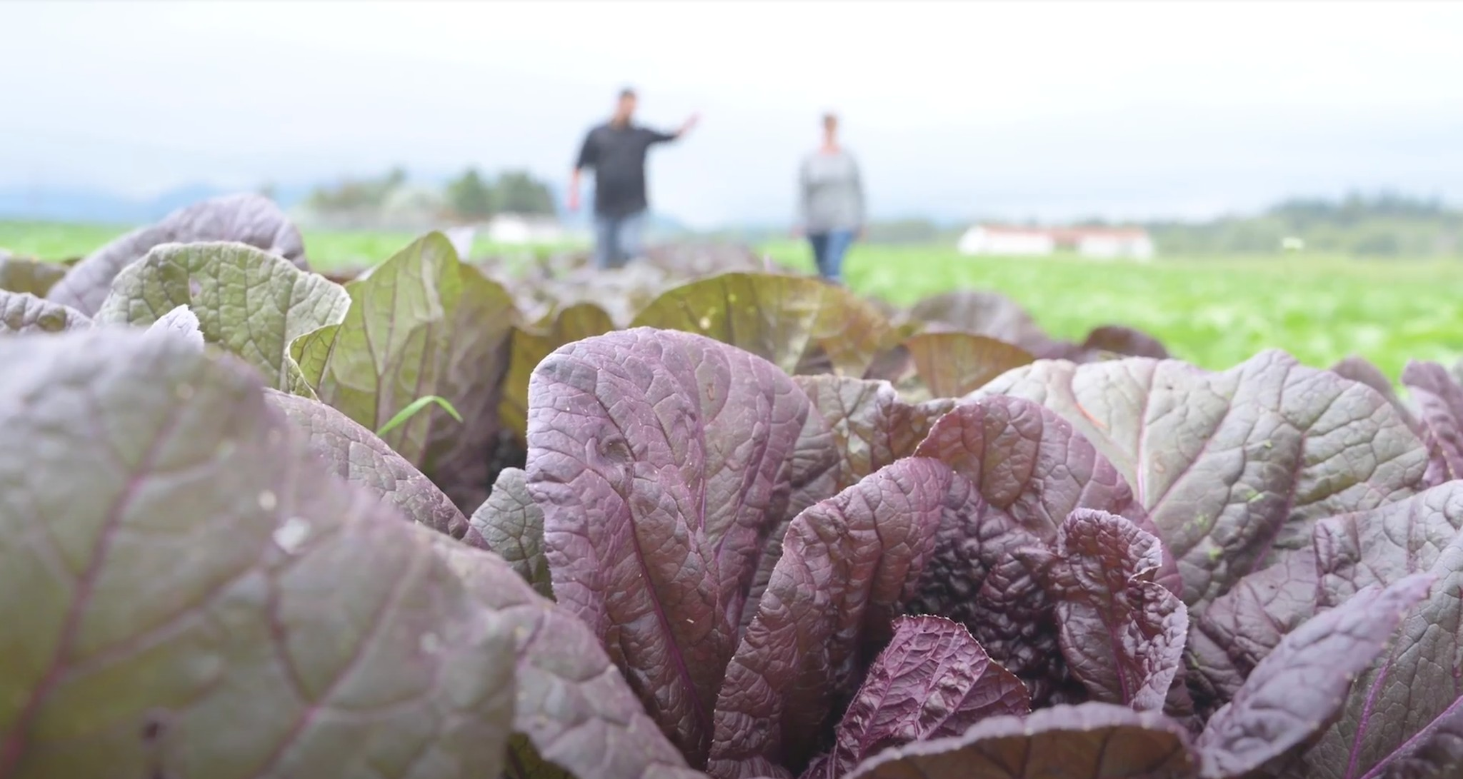A field of purple leafy greens with two figures walking through the field in the background.