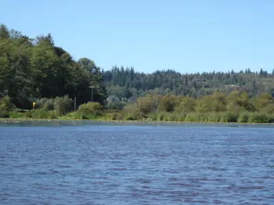 Plants and trees seen from across Beaver Lake.