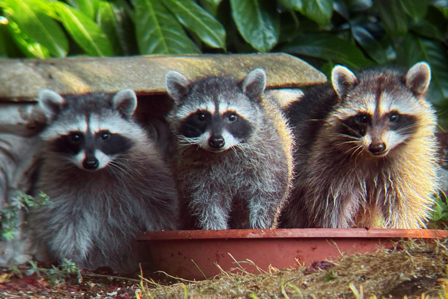 Three adorable raccoons look at the camera while standing in a shallow plastic saucer