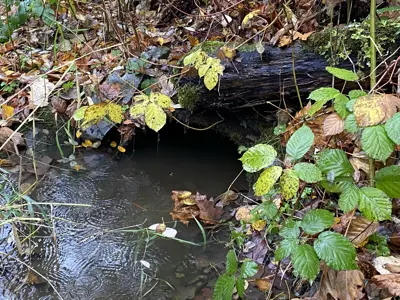 Culvert outlet half full of water and with blackberry vines around it.