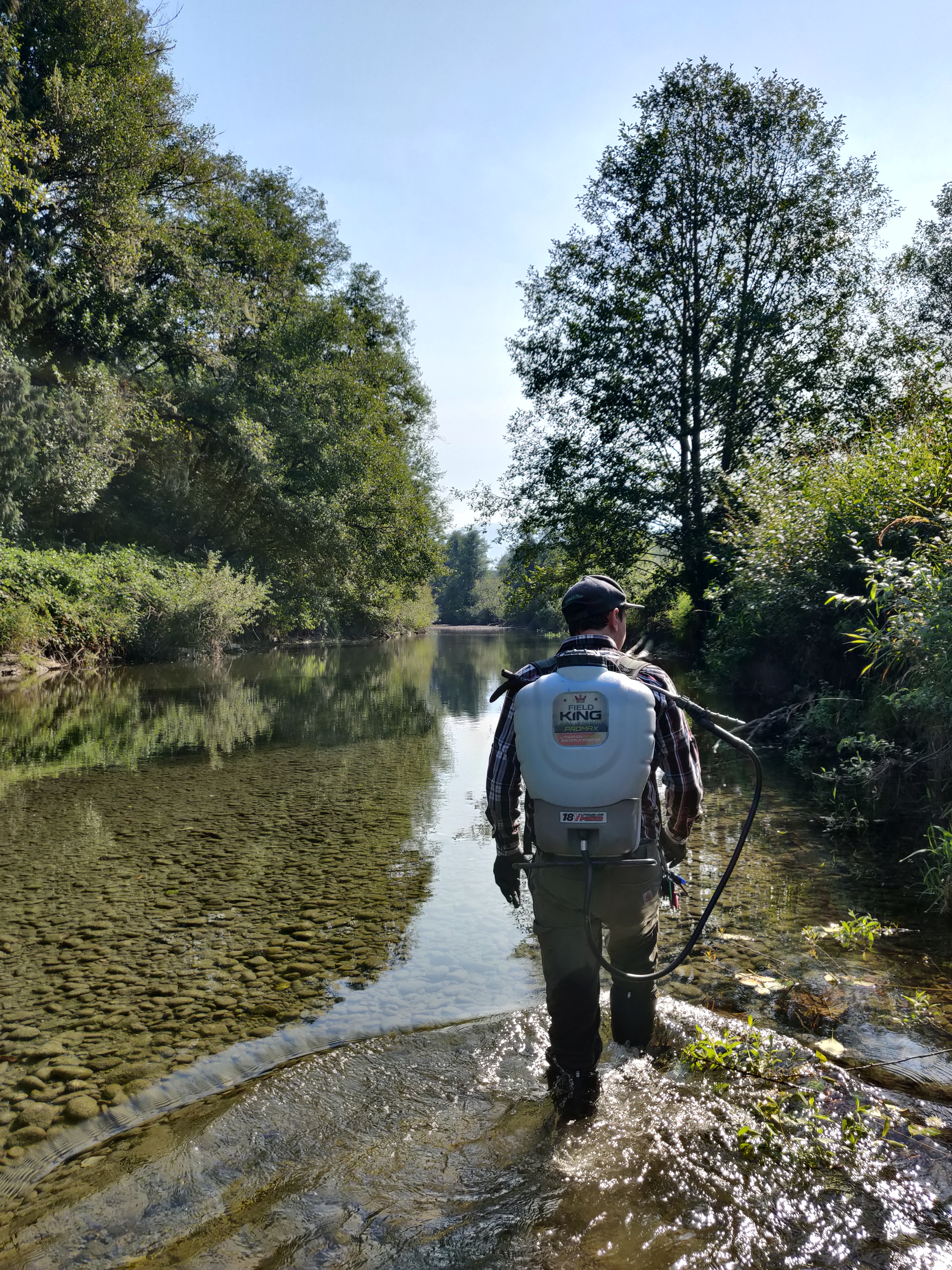 Person with an herbicide backpack wading through a river bordered by knotweed bushes.