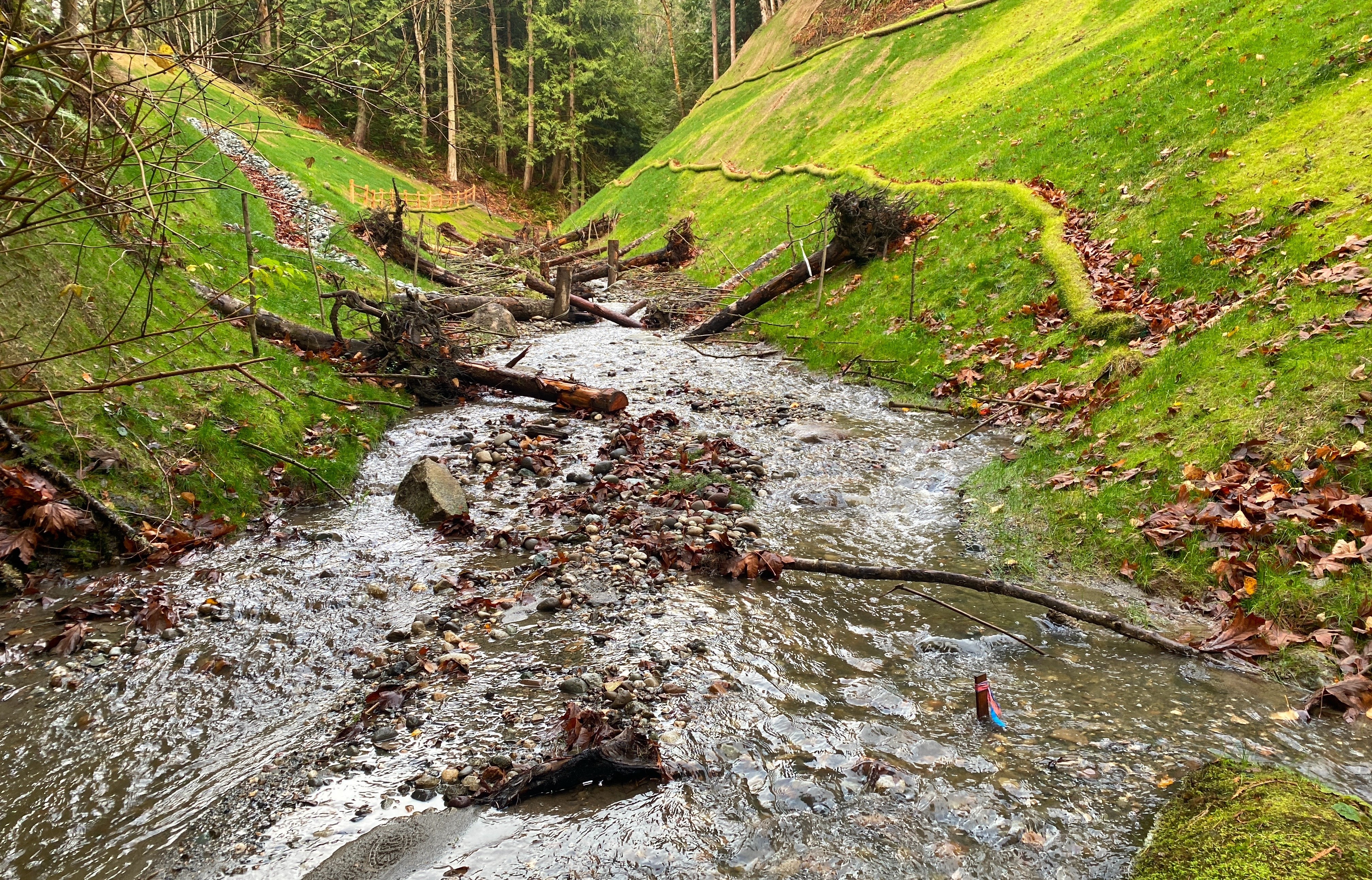 A creek full of large wooded debris and bordered by a grassy slope.
