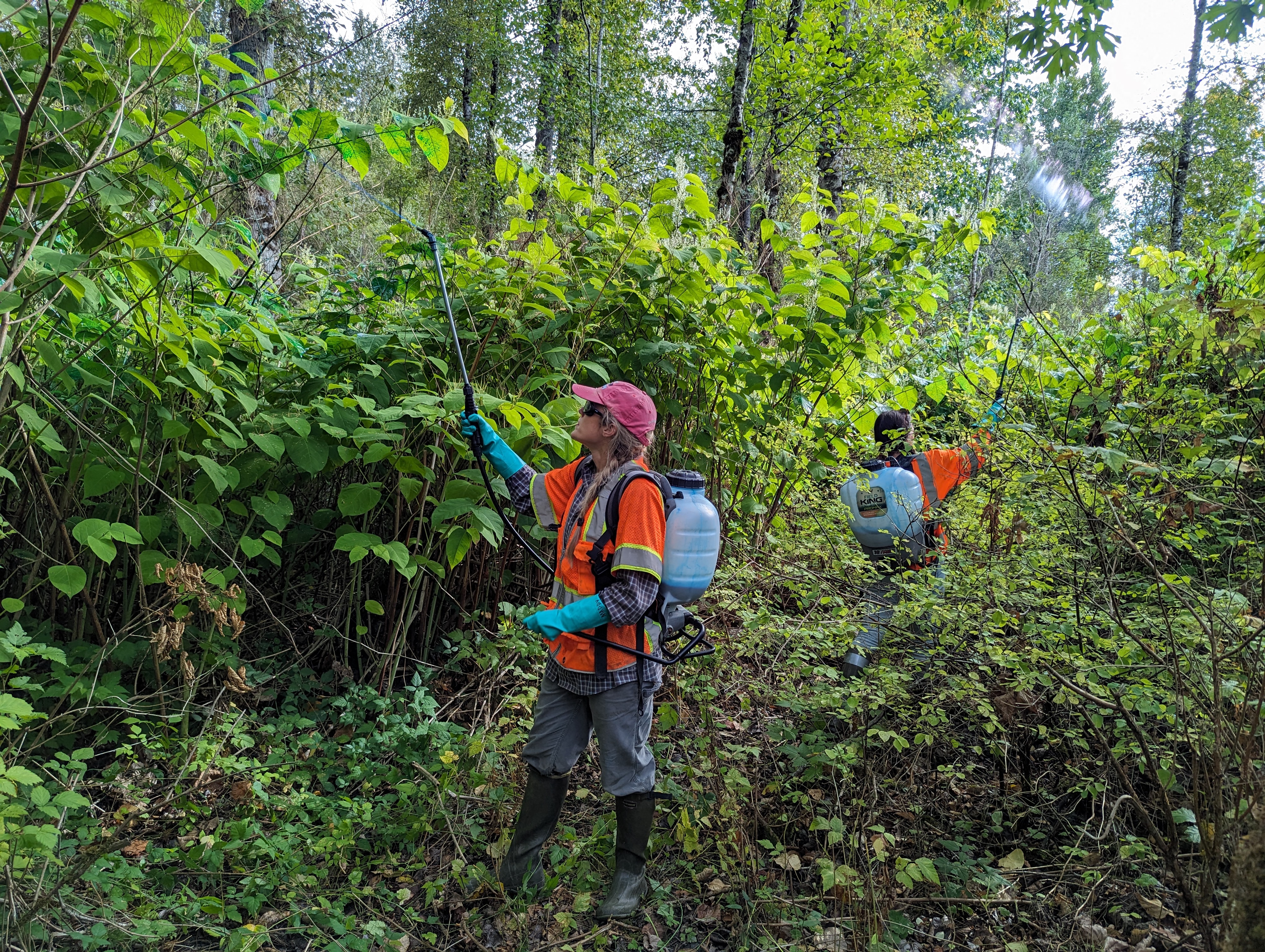 People in high viz gear and herbicide backpacks in a forest spraying knotweed bushes with blue herbicide.