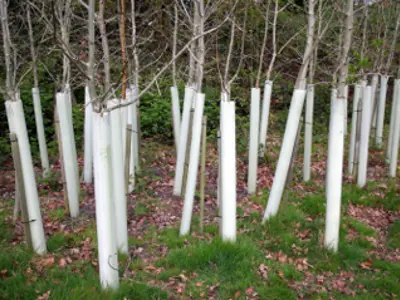 A stand of small trees with white protective tubes extending about four feet up their trunks.