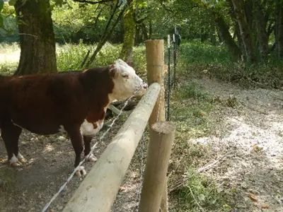 A cow looking over the top of a wood and wire fence.