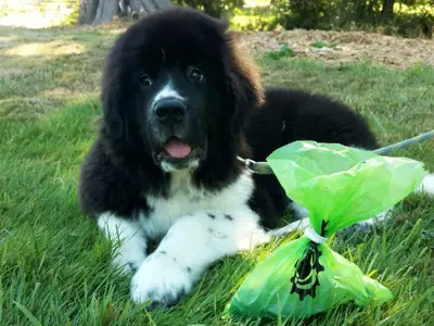 A fluffy black and white puppy is lying on the grass next to a bright green bag of dog poop.