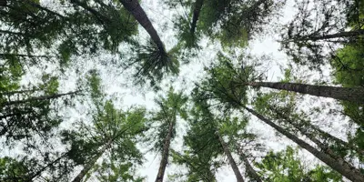 A low-angle view looking up at lush forest canopy of trees.