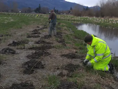 Two people digging holes along a stream to plant native plants in.