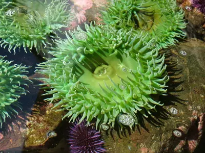 A large, bright green sea anemone in a tidepool.