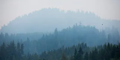 Smoke lingering among the trees and forest.
