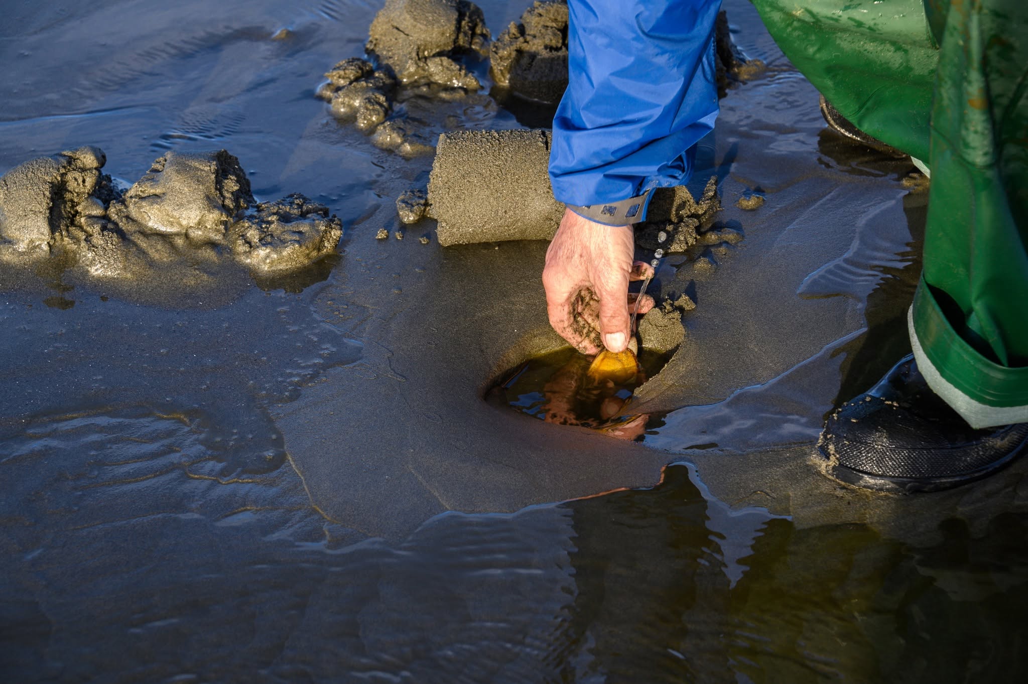Person in waterproof clothing reaches into wet sand to dig for a clam.