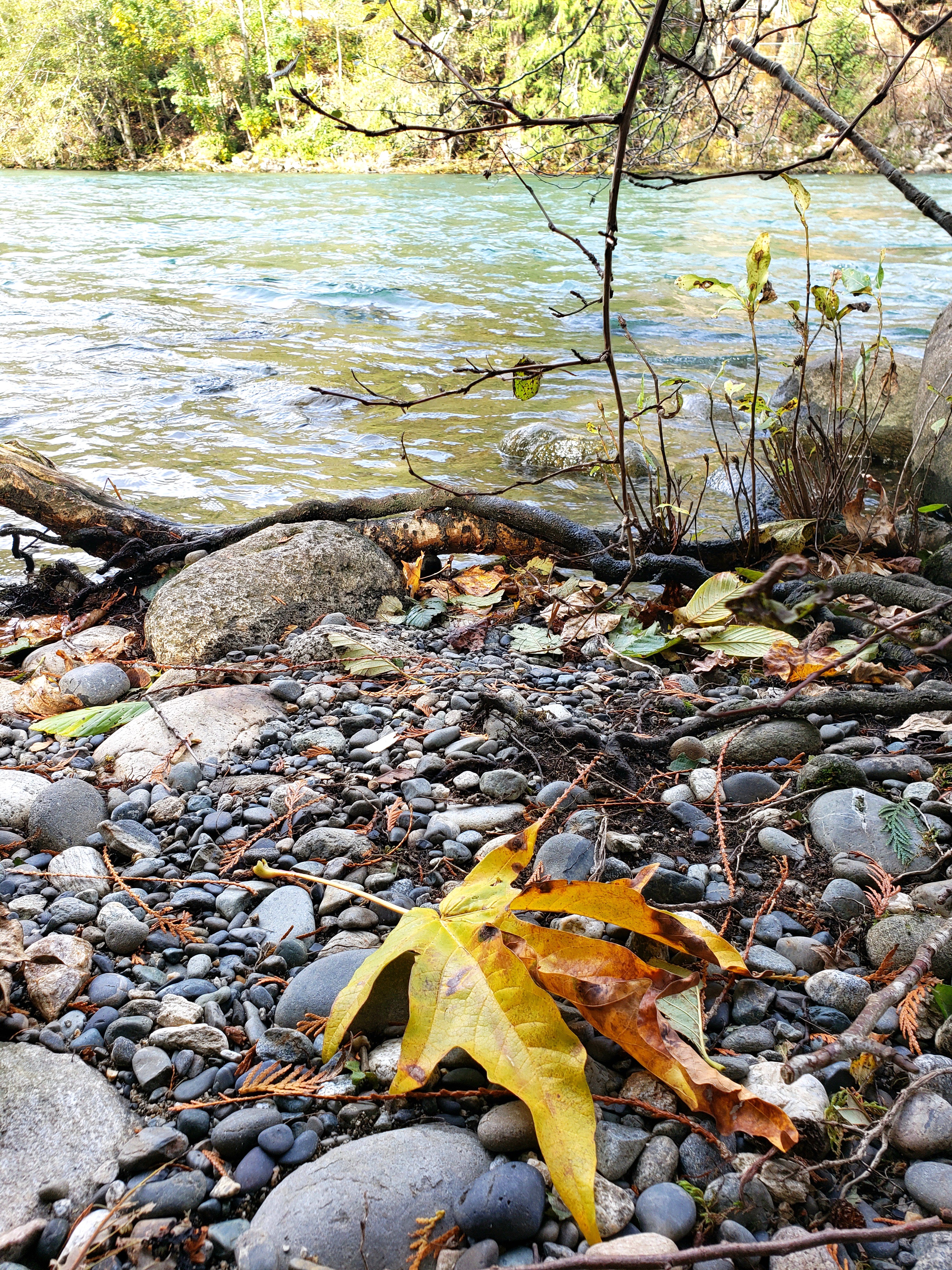 Yellow maple leaf on rocky shoreline.