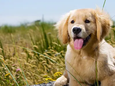Puppy 1