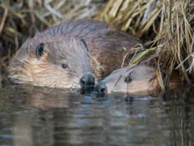 Two beavers touching noses in a pond.