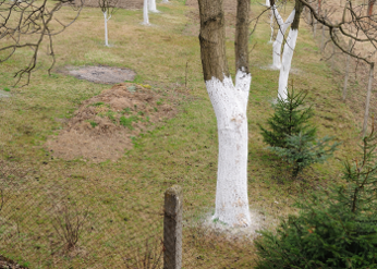 A tree with white textural repellant painted about four feet up its trunk.