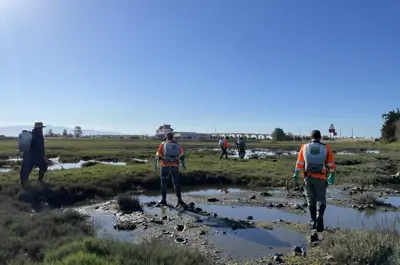 People in high viz clothing with herbicide backpacks on walking across a saltmarsh to treat spartina on a sunny day.