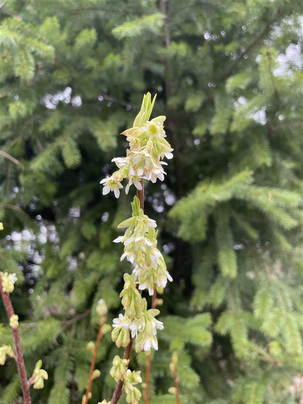 White osoberry flowers at the top of a stem studded with pale green leaves.