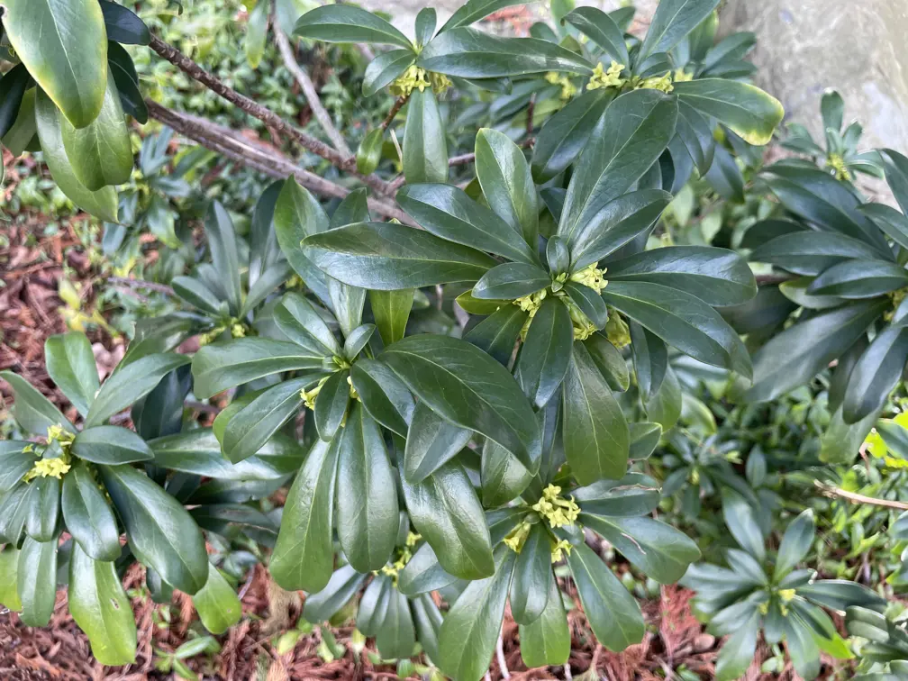 Spurge laurel with long, glossy, dark green leaves and small bright green flowers.