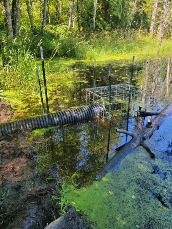 A corrugated plastic tube with the end fenced off by a wire square to keep beavers away.