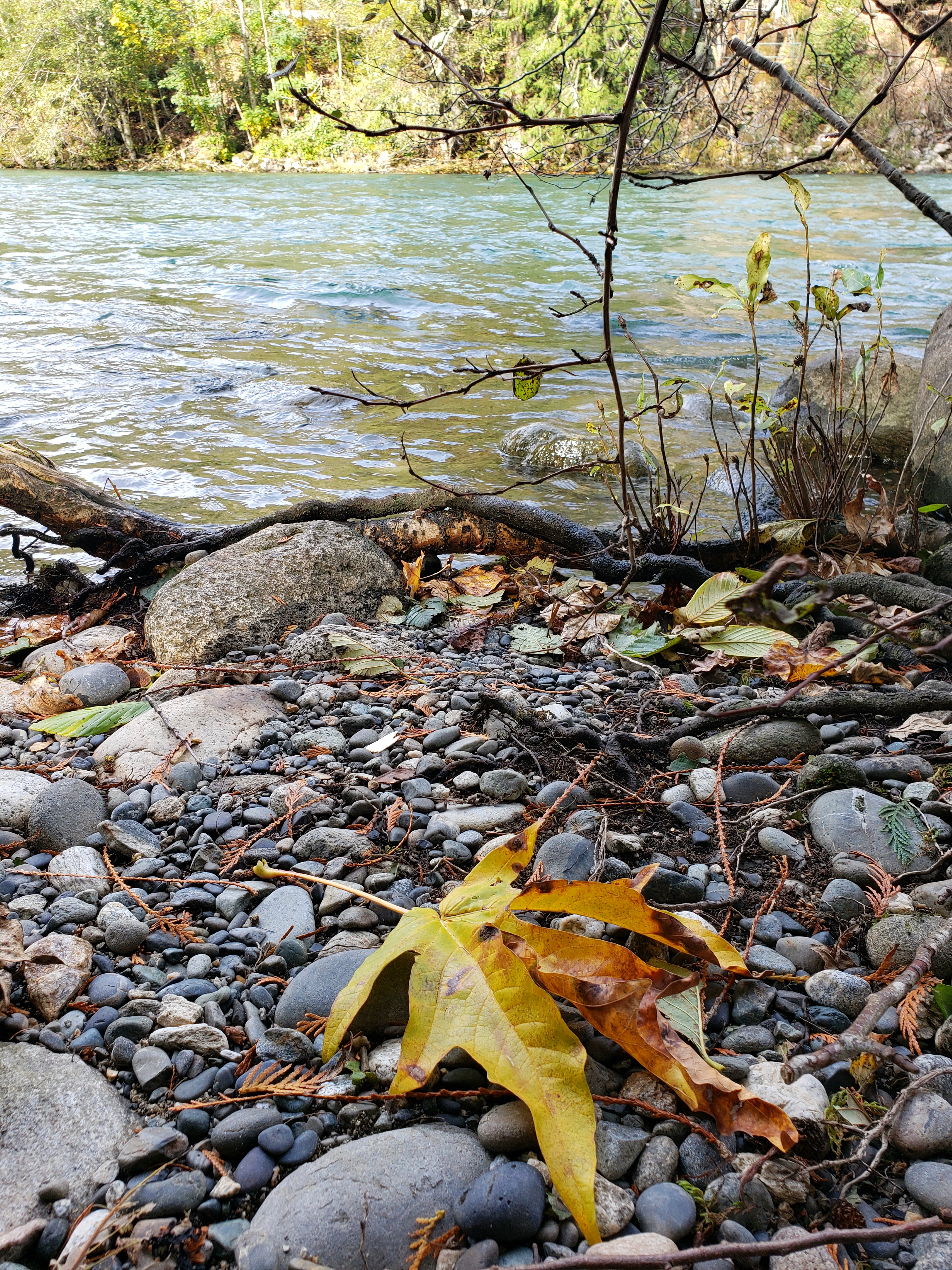 Yellow leaf on rocky riverside.