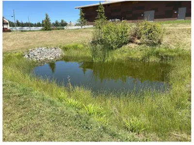 A shallow, grassy stormwater retention pond holding water.