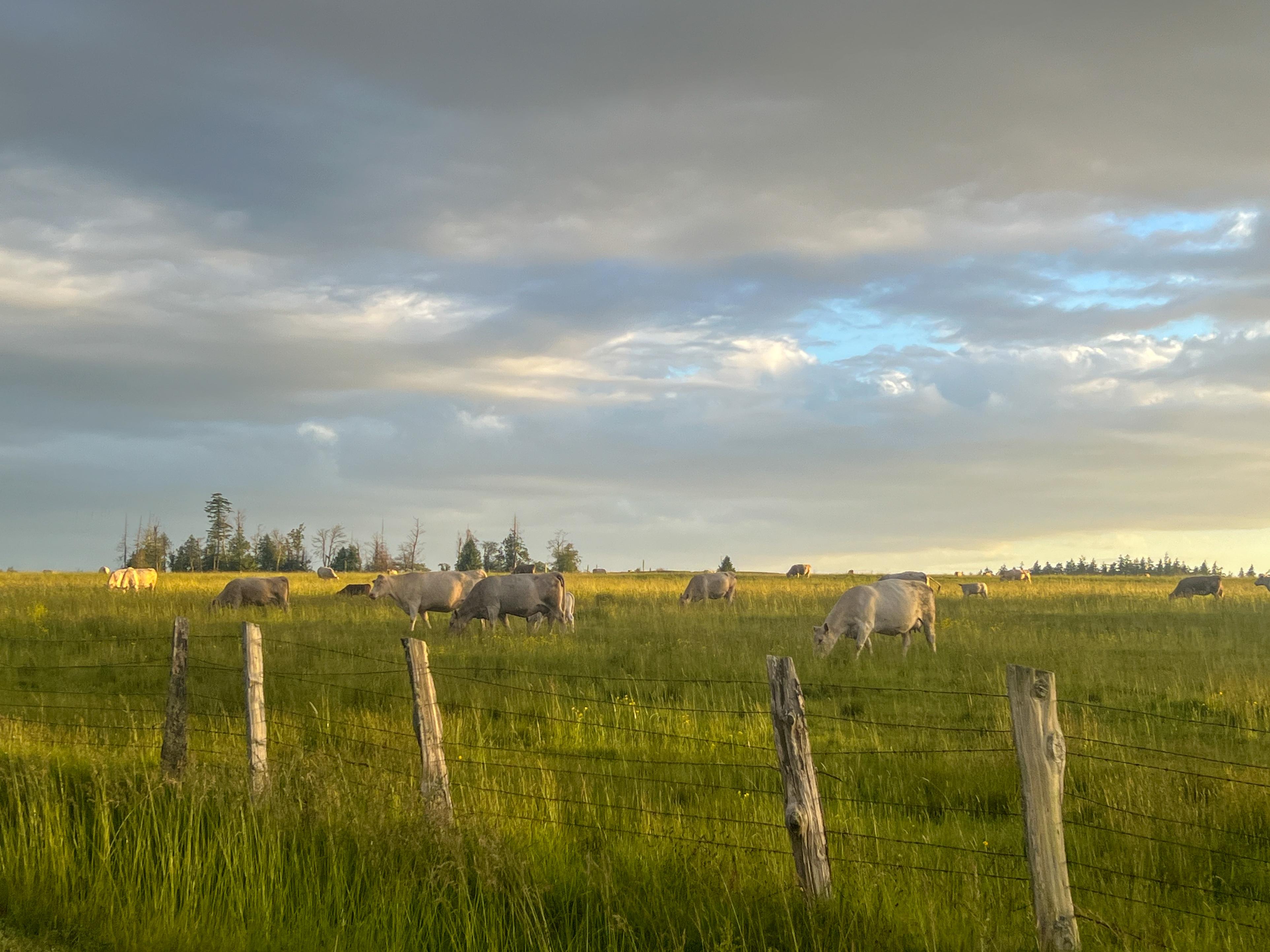 White cows grazing behind a fence.