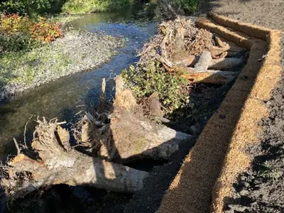 A stabilized streambank with large logs sticking into it.