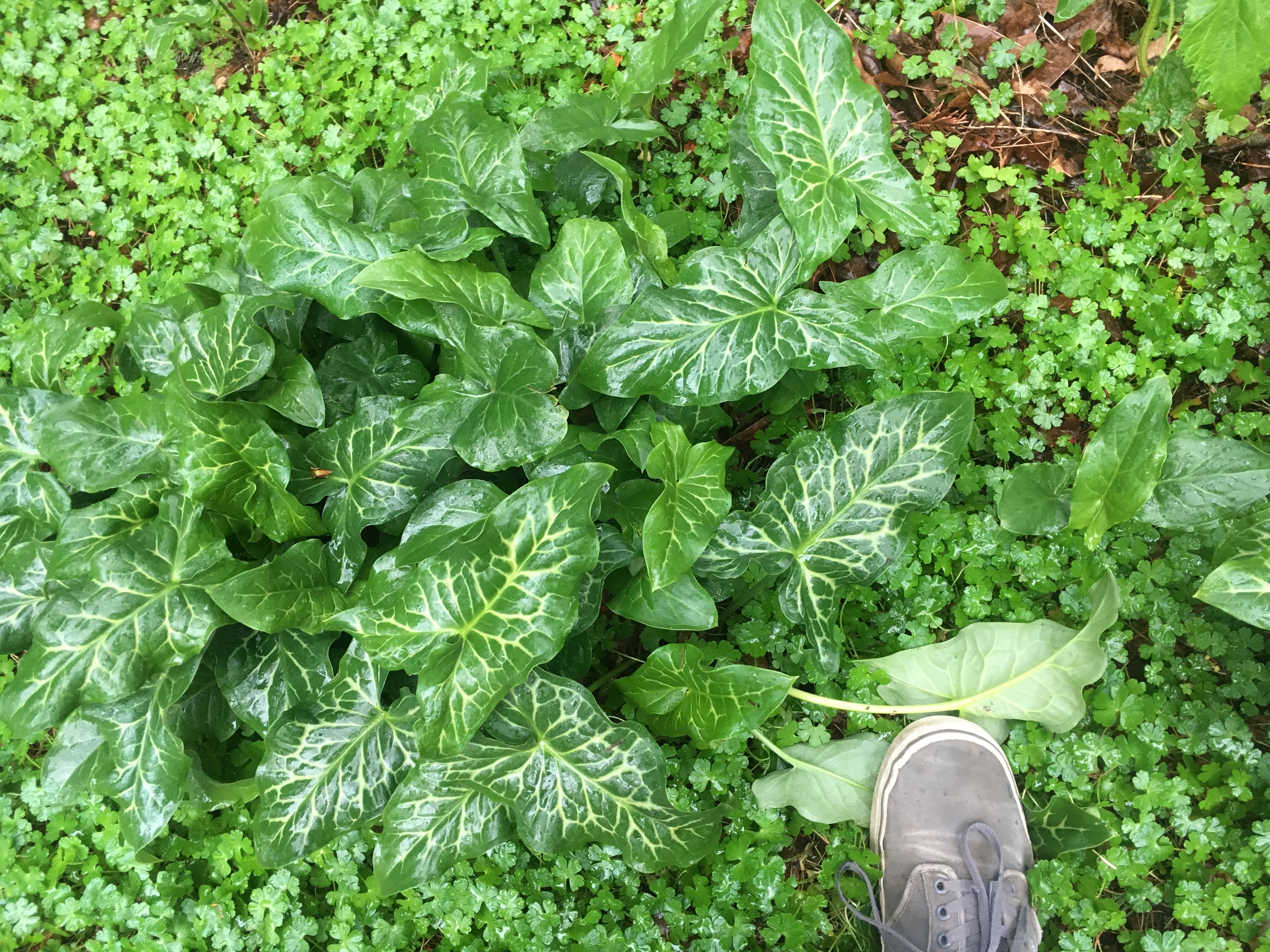 Green, arrow-shaped Italian arum leaves with light yellow veins.