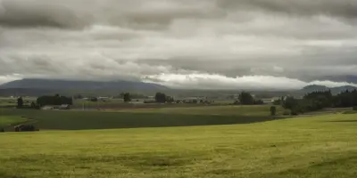 Grass
