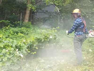 A person in safety gear using a weed wacker to cut down blackberry bushes.
