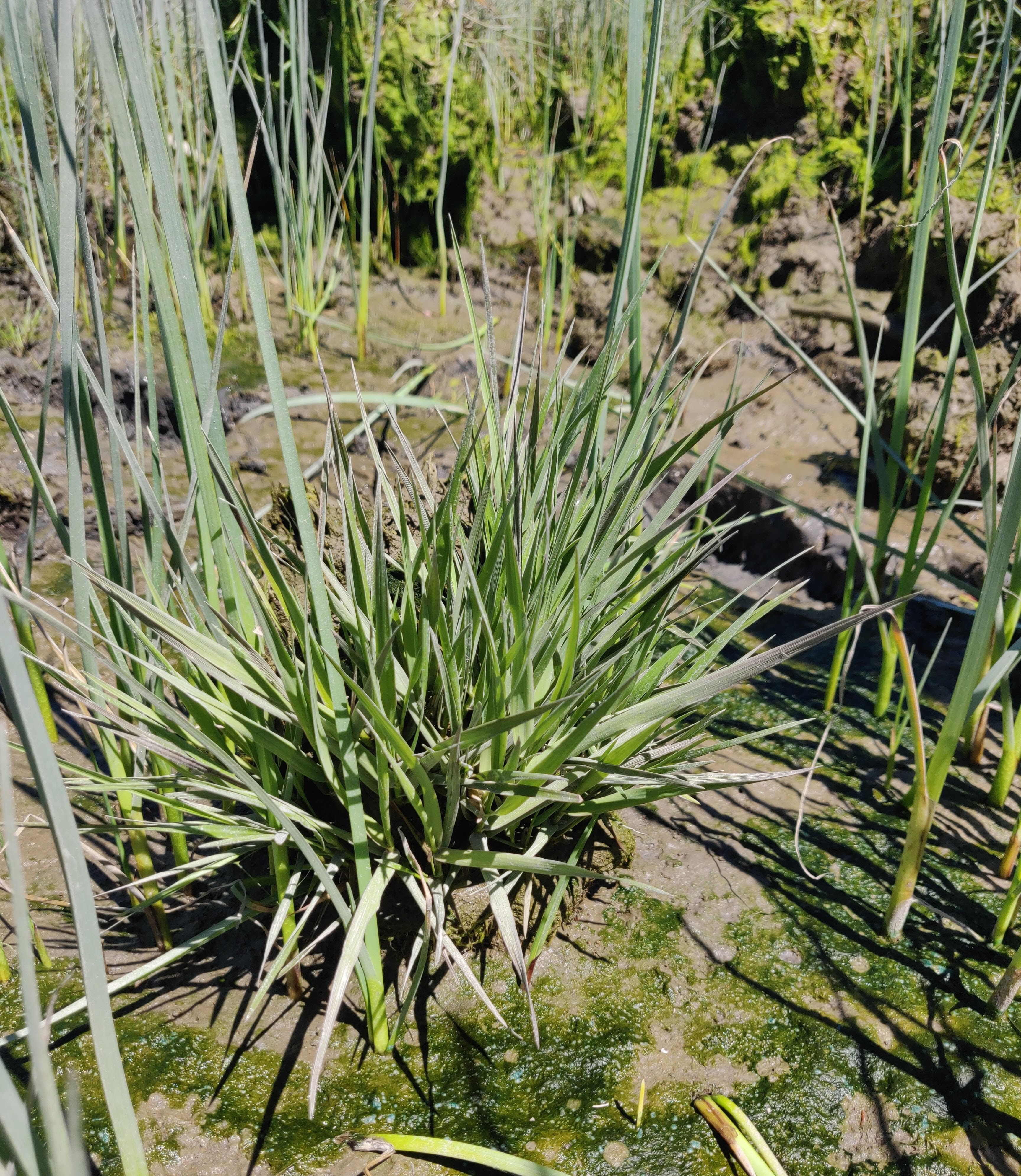 Spikey spartina (cord grass) in a salt marsh.
