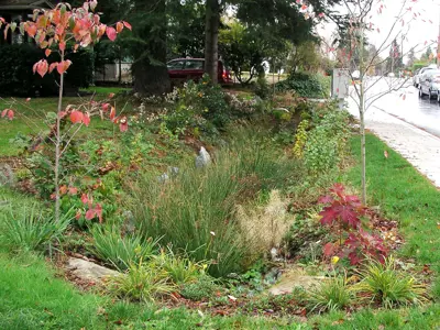 A rain garden, which is a depression in the ground is filled with native plants to filter stormwater