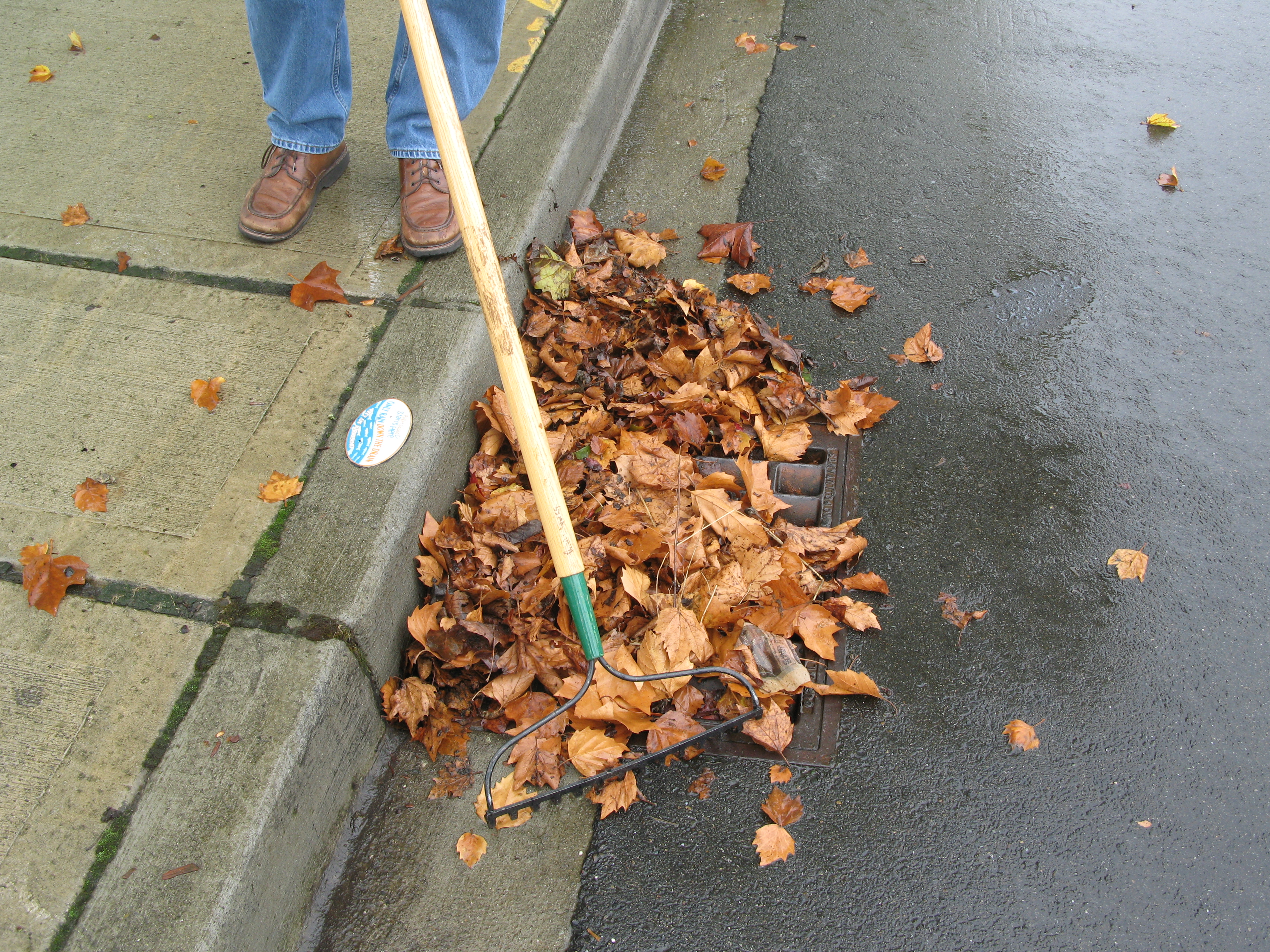 A person rakes leaves from the top of a storm drain grate