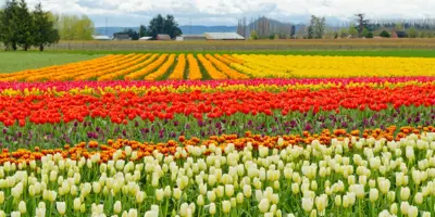 Tulip field