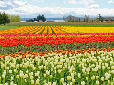 Tulip field