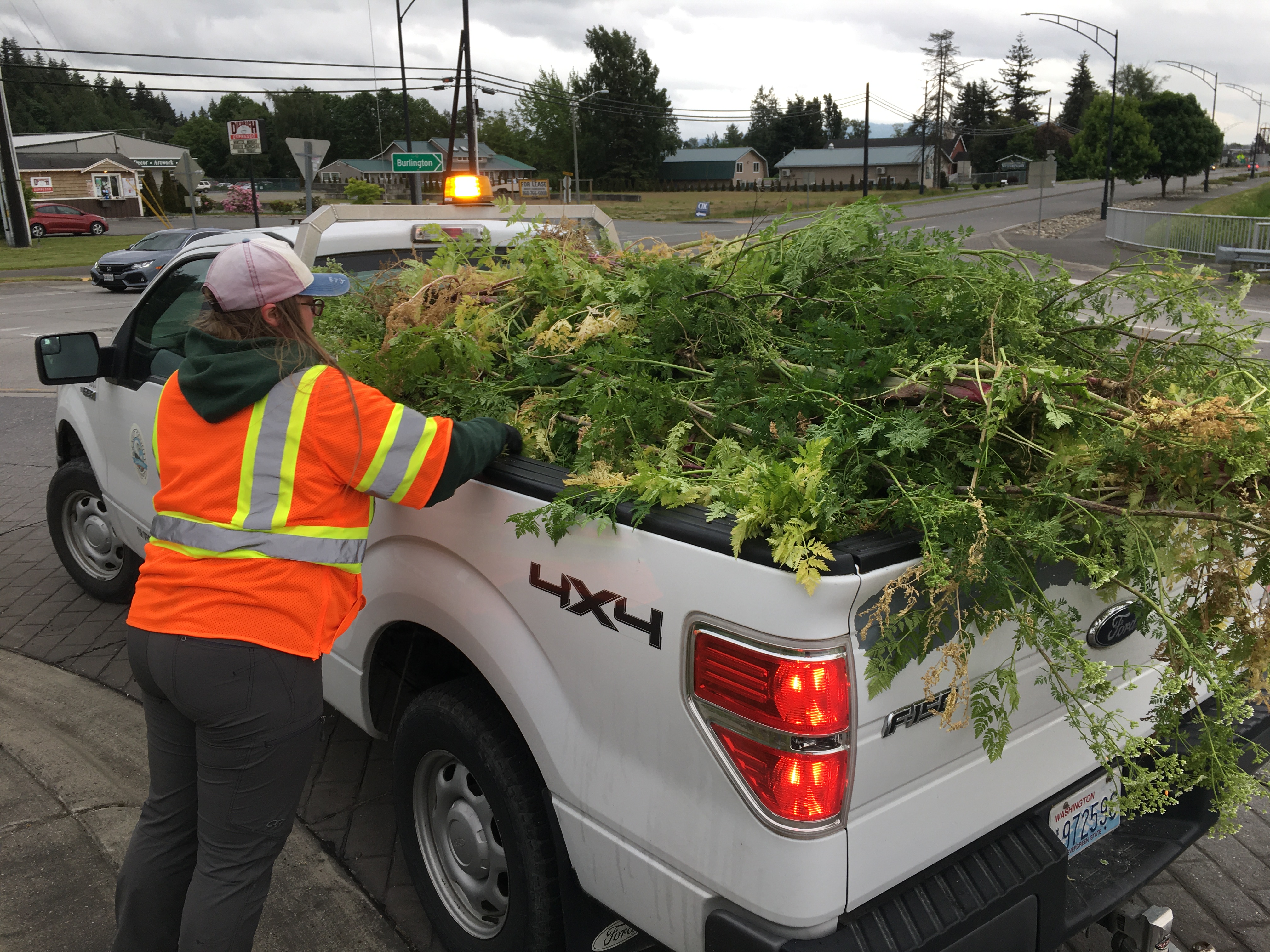 A woman in a high viz shirt stuffing pulled poison hemlock plants into the bed of a truck.