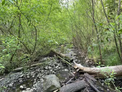 A rocky stream full of woody debris. Young willows crowd around the edges, creating a green canopy.