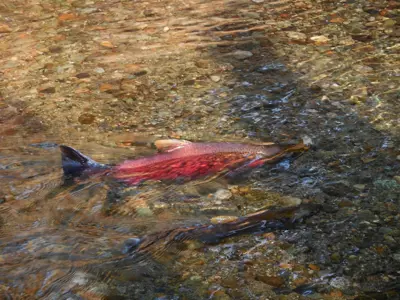 Bright red coho salmon swimming in a shallow creek.