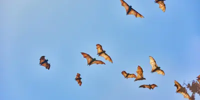 Bats flying in the air.